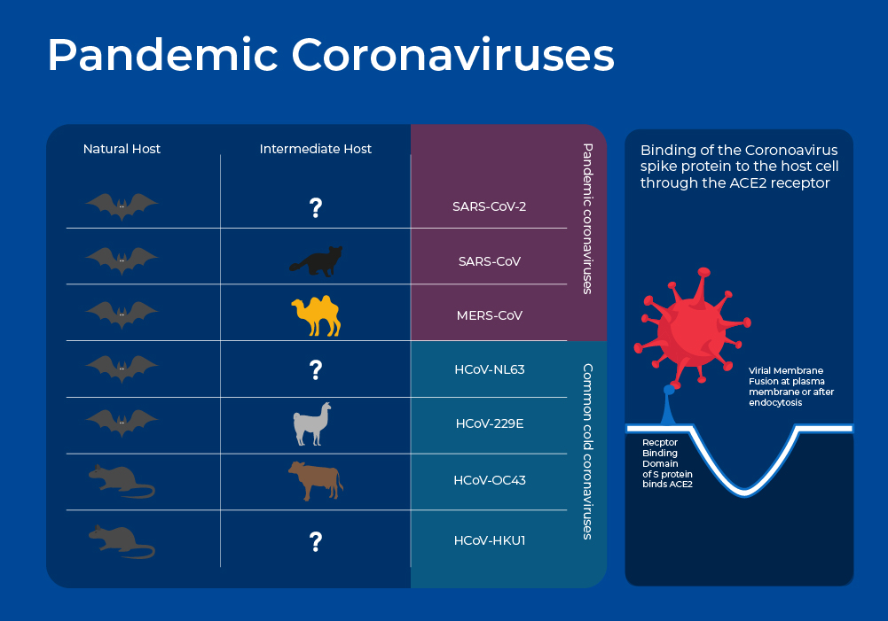 Pandemic Coronaviruses Graphic